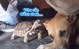 Chú chó nổi quạu với con rùa đùa nhây