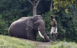Huấn luyện 'voi sát thủ' để đẩy lùi… voi hoang dã