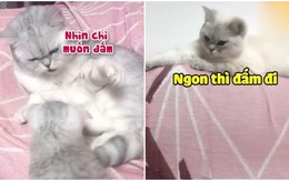 Nhà là phải có nóc