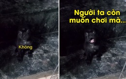 Chó con cãi tay đôi với cô chủ không chịu đi ngủ