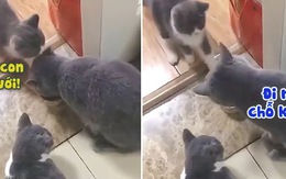 Chú mèo giành ăn với con bị bạn đời đánh