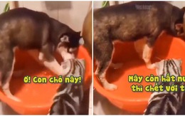 Husky bị mèo cho ăn tát vì nghịch nước