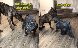 Chú chó hú hồn khi thấy 'khủng long'
