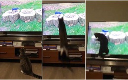 Mèo đập mặt vào màn hình vì bắt chim trong tivi