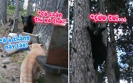 Gấu bỏ chạy lên cây khi bị mèo hù