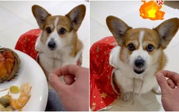 Chó Corgi nổi điên khi bị chủ lừa cho ăn không khí