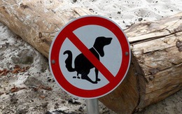 Bị phạt 13 triệu vì để chó phóng uế bừa bãi nơi công cộng