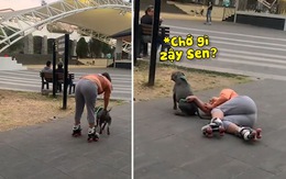 Chú chó bối rối khi cô chủ trượt patin ngã đè lên người