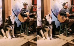 Chú chó Husky ngồi hát song ca cùng chủ