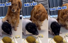 Chú chó khuyên bạn lợn đừng ăn sầu riêng