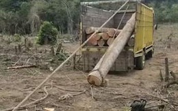 Cách đưa khúc gỗ to lên thùng xe tải không tốn sức