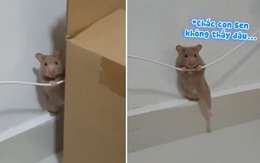 Chú chuột đứng hình khi bị gia chủ phát hiện