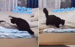 Mèo mẹ chỉnh lại giường sau khi mèo con phá phách