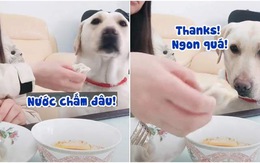 Chú chó đòi sen lấy bánh chấm nước mắm mới chịu ăn (P3)