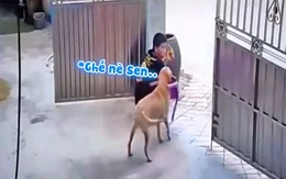 Chó cưng lấy ghế cho chủ ngồi