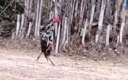 Gà trống đi khệnh khạng kiểu bố đời