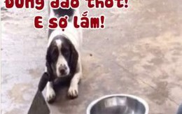 Chú chó đi chơi về trễ tự đi lấy gậy cho sen đánh đòn