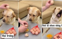 Chú chó nổi quạu khi sen mượn đầu để đập trứng