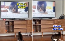 Chú mèo sợ đồng bọn trong tivi