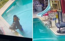 Chàng trai khổ sở với 2 chú chó thay nhau ngã xuống hồ bơi