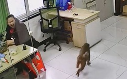 Nữ nhân viên la làng khi khỉ lẻn vào nhà trộm đồ ăn