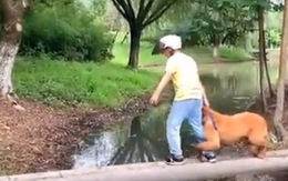 Chú chó nhát gan ôm chặt chân cậu chủ khi qua cầu