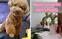 Chú chó chạy đi bấm chuông để xin ăn