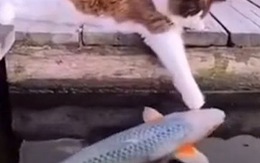 Chú mèo âu yếm với cá koi