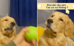 Chú chó nổi quạu vì sen đùa nhây