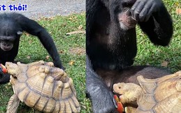 Chú khỉ đút táo cho rùa ăn