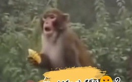 Chú khỉ nổi quạu khi du khách cho ăn kiểu bố thí