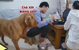 Chú chó cầm tô ngồi buồn vì sen không cho ăn