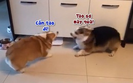 Những pha cắn lộn không bao giờ trúng của 2 chú chó Corgi