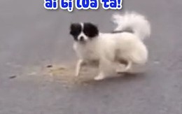 Chú chó giả vờ bị thương nhưng không lừa được ai