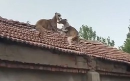 2 chú chó dùng 'khinh công' nhảy lên nóc nhà đùa giỡn