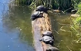Chú rùa cố leo lên khúc gỗ tắm nắng làm cả đàn rớt xuống hồ