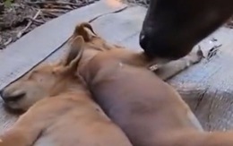 Hai chú chó nằm ngủ hú hồn khi thấy trâu