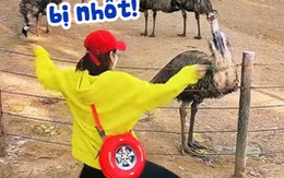 Đà điểu ngơ ngác khi bị cô gái nhún nhảy lêu lêu trêu ngươi