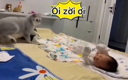Chú mèo hú hồn khi em bé tỉnh giấc