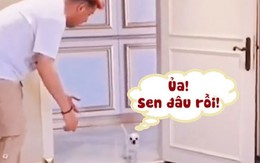 Chú chó giả vờ không thấy sen khi chơi ảo thuật 'tàng hình'