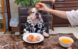 Chú chó nổi đóa khi sen mượn đầu để đập trứng gà