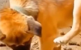 Chú chó vừa ăn vừa sân si với chính mình