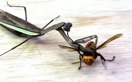 Cuộc đại chiến giữa ong bắp cày và bọ ngựa