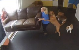 Chú chó giúp cô chủ khiêng ghế sofa ra ngoài