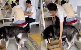 Husky phối hợp với ông chủ trộm tiền của 'nóc nhà'