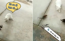 Mèo con cong đuôi chạy vì bị chuột đánh