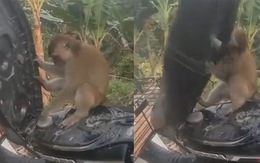 Chú khỉ gặp họa vì trộm xăng xe máy