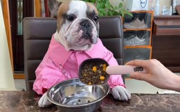 Chú chó nổi quạu vì sen cho ăn lắt nhắt (P2)