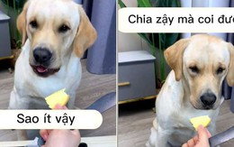 Chú chó hờn dỗi vì sen cho miếng bánh nhỏ