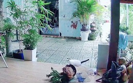 Chú mèo nghịch ngợm làm vỡ chậu cây kiểng